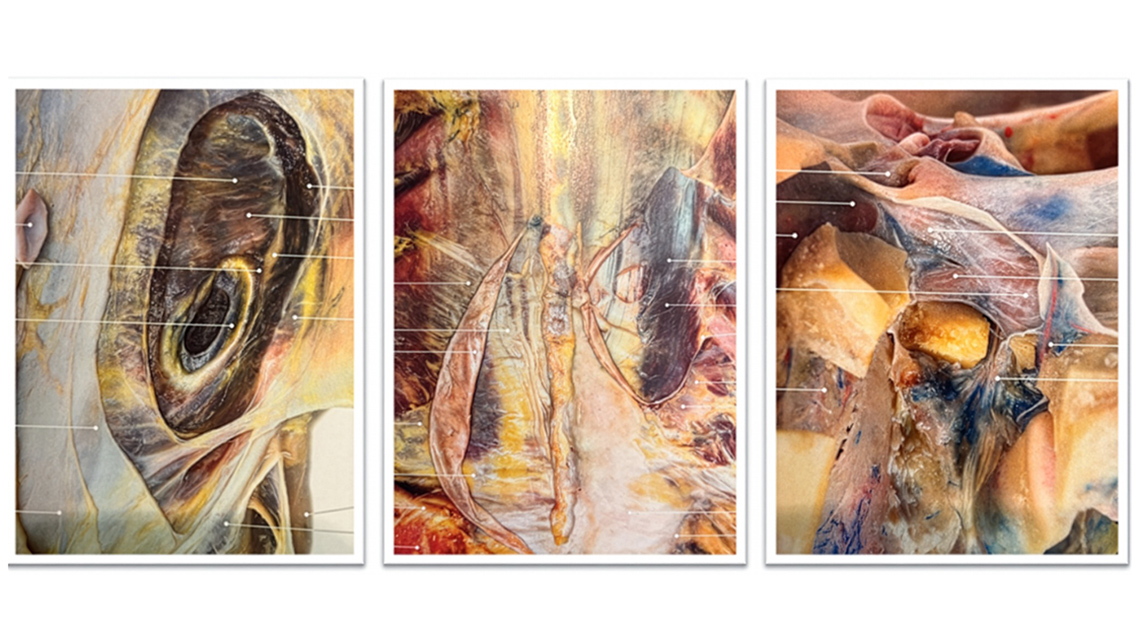 my health congress 2026  - Faszien Update Teil 1 – eine wissenschaftliche Spurensuche ...