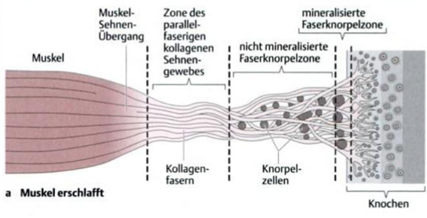 Topographie und Funktion des Bewegungssystems, Michael Schünke