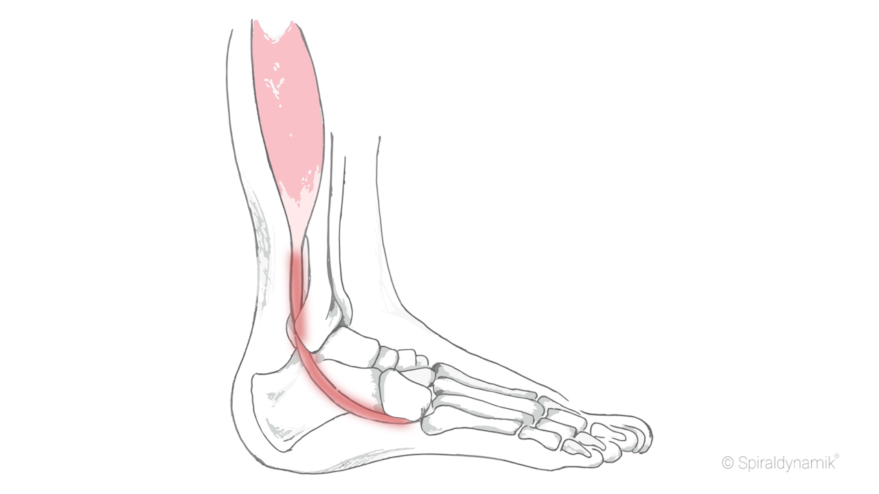 Therapie PeroneallogenSyndrom